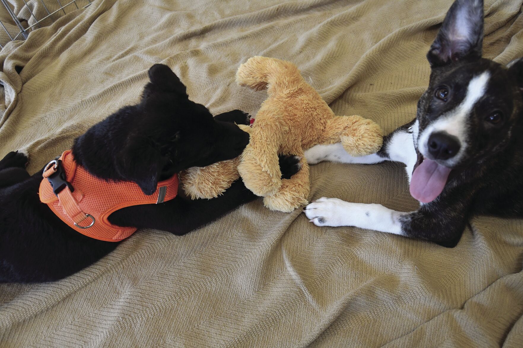 puppies.jpg